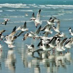 Sea birds in sea beach in coxs bazar