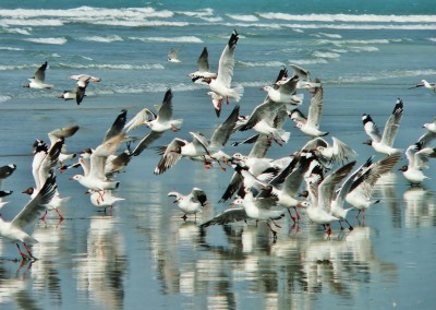 Sea birds in sea beach in coxs bazar