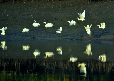 Thousands of birds will welcome you in sundarban
