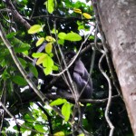 Black faced monky in lawachora forest in srimangal