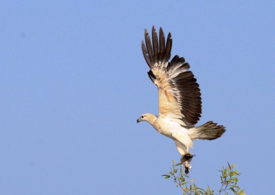 a kind of eagle, named chill locally