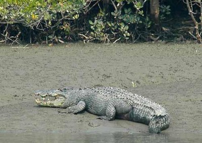 Crocodile in Harbaria channel in sundarban