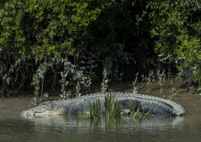 In winter its common to find a crocodile lying in sun