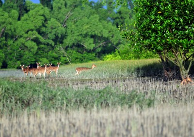 Jamtola area in sundarban you will find spotted dears