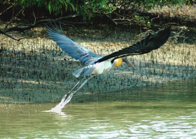 Your will find birds all around in sundarban