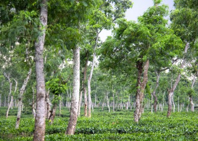 green vally of srimangal tea garden