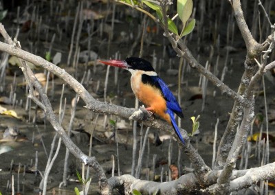 There are verity of King fisher in sundarban