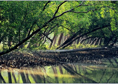 Sundarban is the biggest mangrove forest in the world
