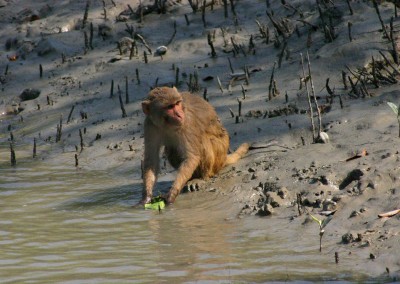 The creazy acts of monkey will keep you busy