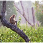 Monkey in sundarban can come even closer