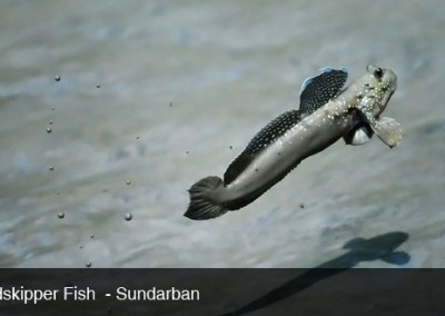 mud fish will jump around in sundarban