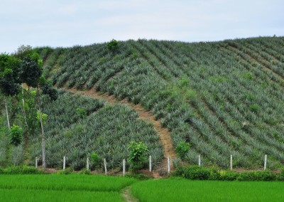 Pain-apple garden in srimangal