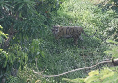 Royal bengal tiger in sundarban