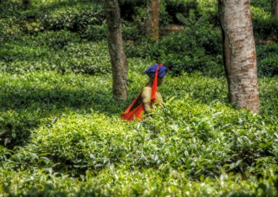 Saothal lady plugging tea lief in tea garden