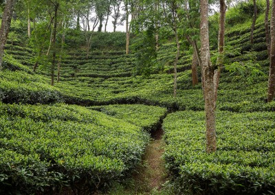 Tea Garden in Srimangal