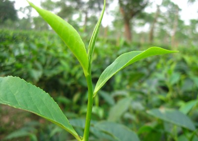 The concept of three leaf and a bud in tea garden