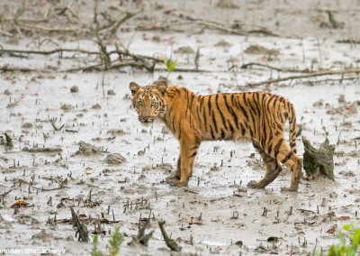 The tiger calf walking in the morning in sundarban