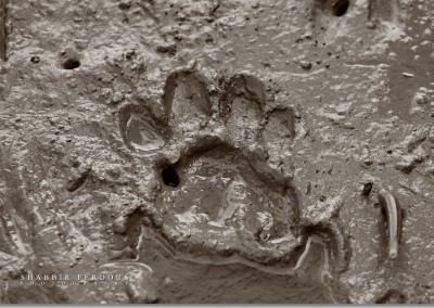 Tigers foot print in mud