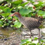 Water birds in baikkar bill, sreemangal