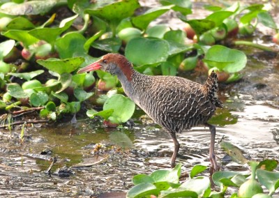 Water birds in baikkar bill, sreemangal