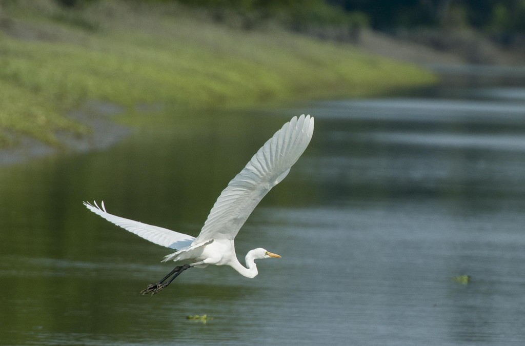 6 Days: 3 Days Mangrove Forest with 3 Days of Culture Trip in Bangladesh (DV-10)