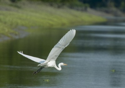 white crane in sundarban