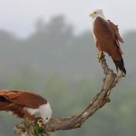 the rare eagle will be keep flying