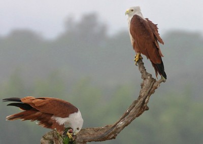 the rare eagle will be keep flying