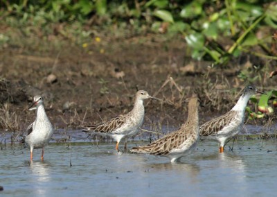 Winter bird in Sreemangal
