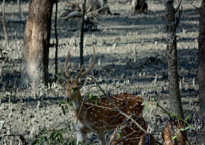 at Kotka beach a preservation place of wild deer