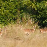 deer in the bush in sundarban tour