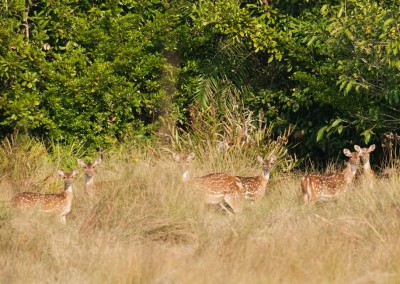 deer in the bush in sundarban tour