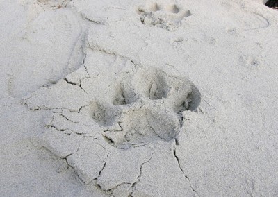 foot steps of tiger in beach