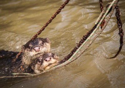 Otter running after fish in chitra river