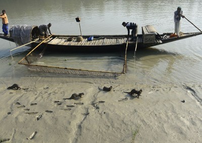otter fishing bangladesh