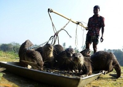 otter gets reword after job done