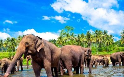 5 Days: Sri Lanka Tour Package | Colombo, Kandy & Bentota Beach